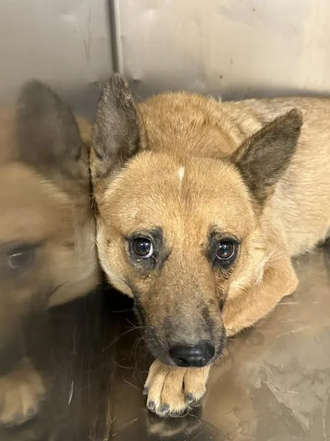 An adult medium-sized female Australian Cattle Dog / Blue Heeler dog named Rosey for adoption in Riverside, CA
