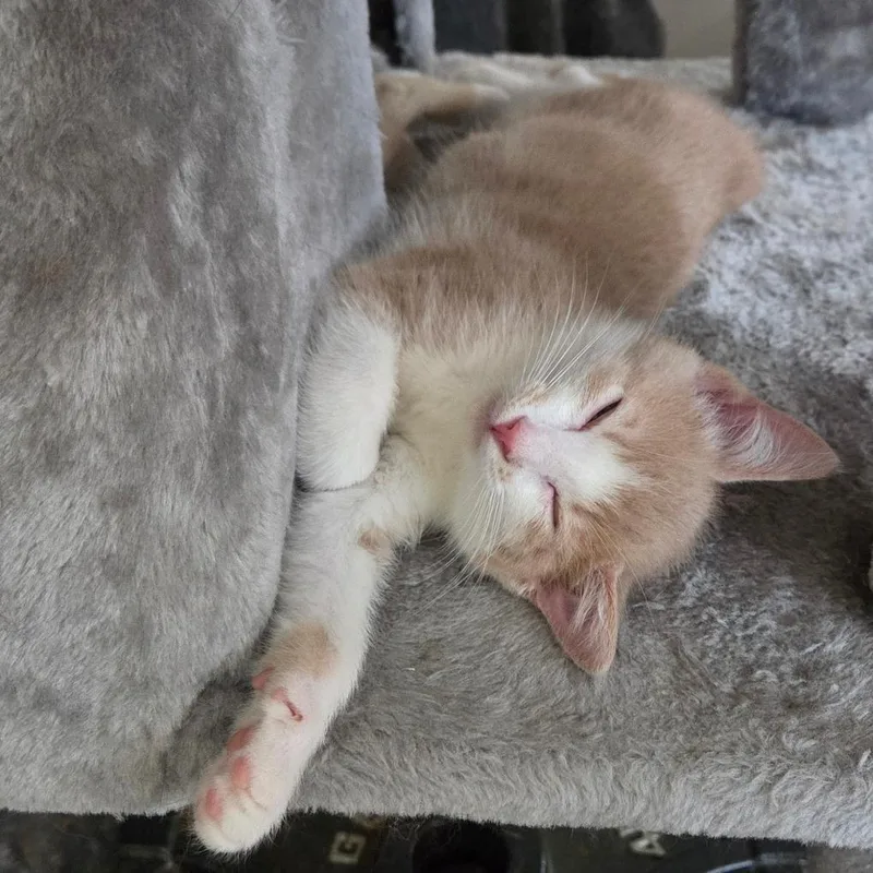 A baby small-sized female Buff / Tan / Fawn Domestic Short Hair cat named White ChedderAT PETCO for adoption in Birdsboro, PA