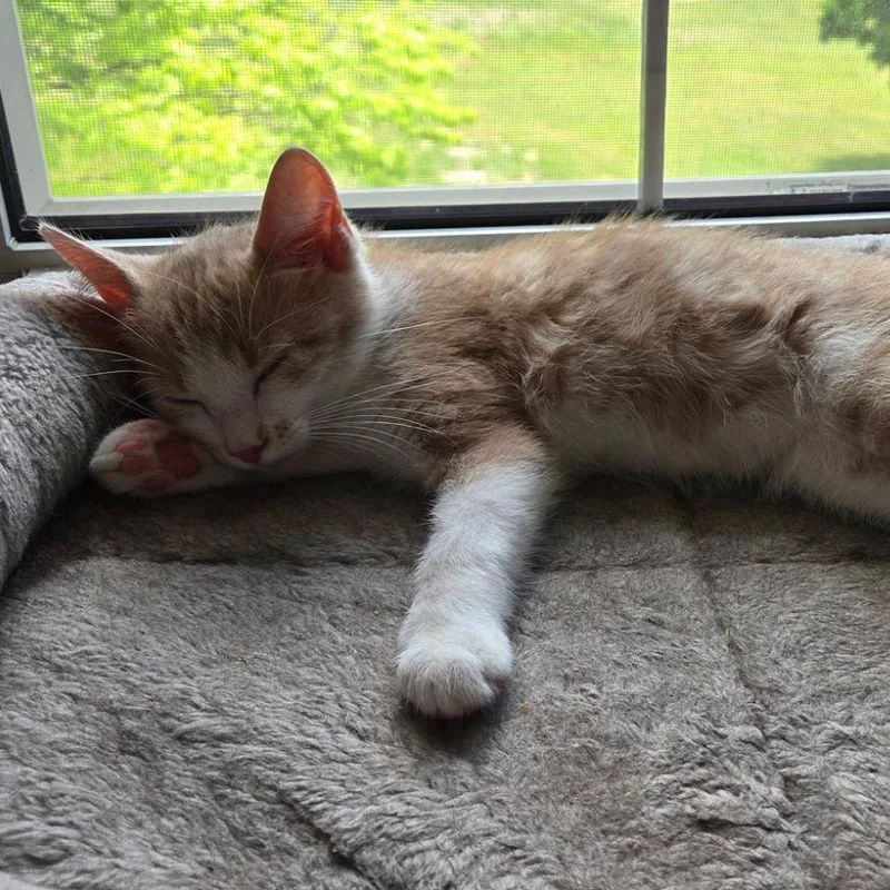 White ChedderAT PETCO thumbnail 2