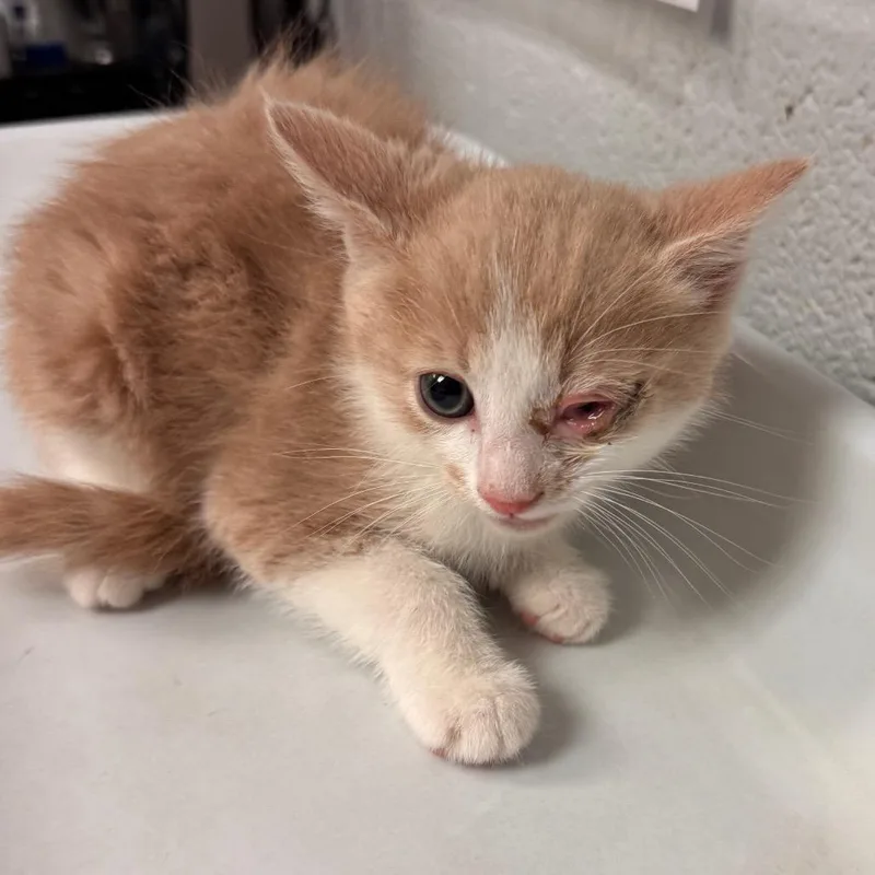 White ChedderAT PETCO thumbnail 3