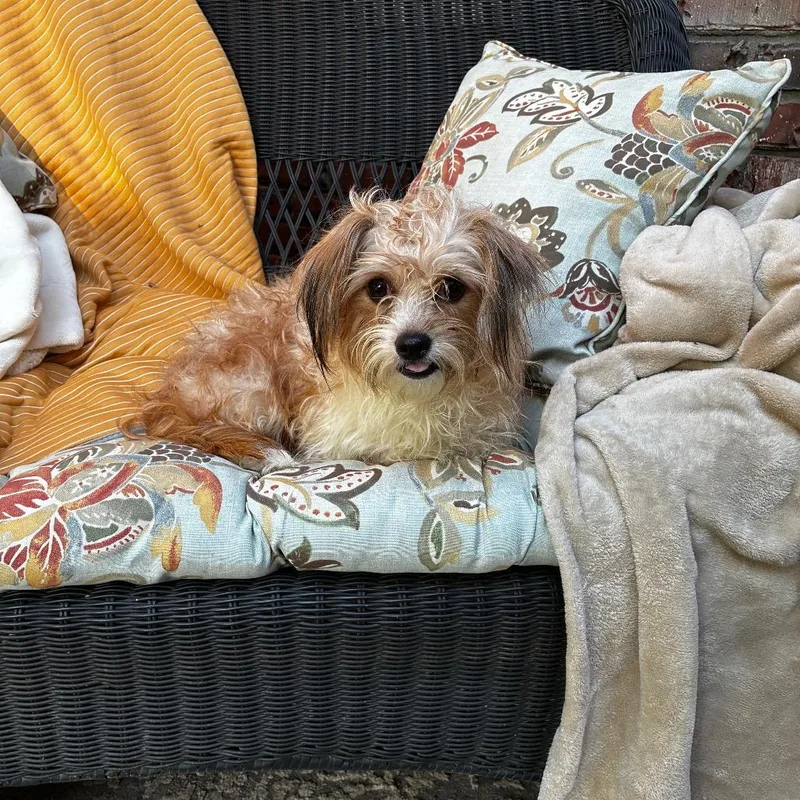 An adult small-sized male White / Cream Maltese dog named Sammy for adoption in Cordova, TN