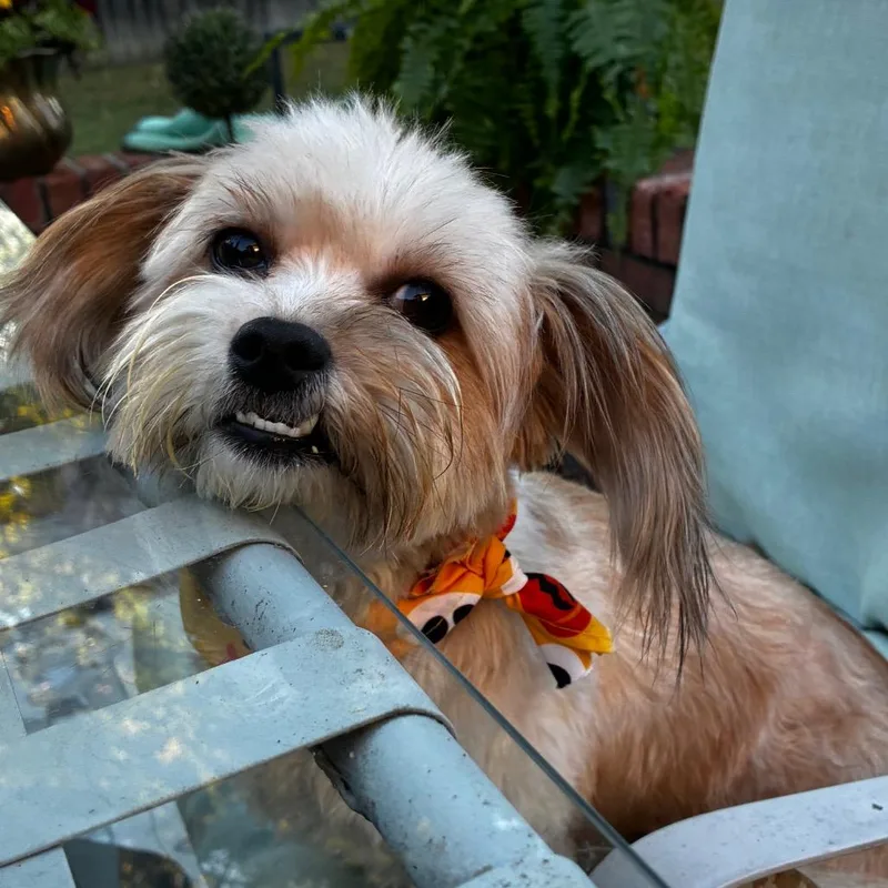 Sammy thumbnail 6