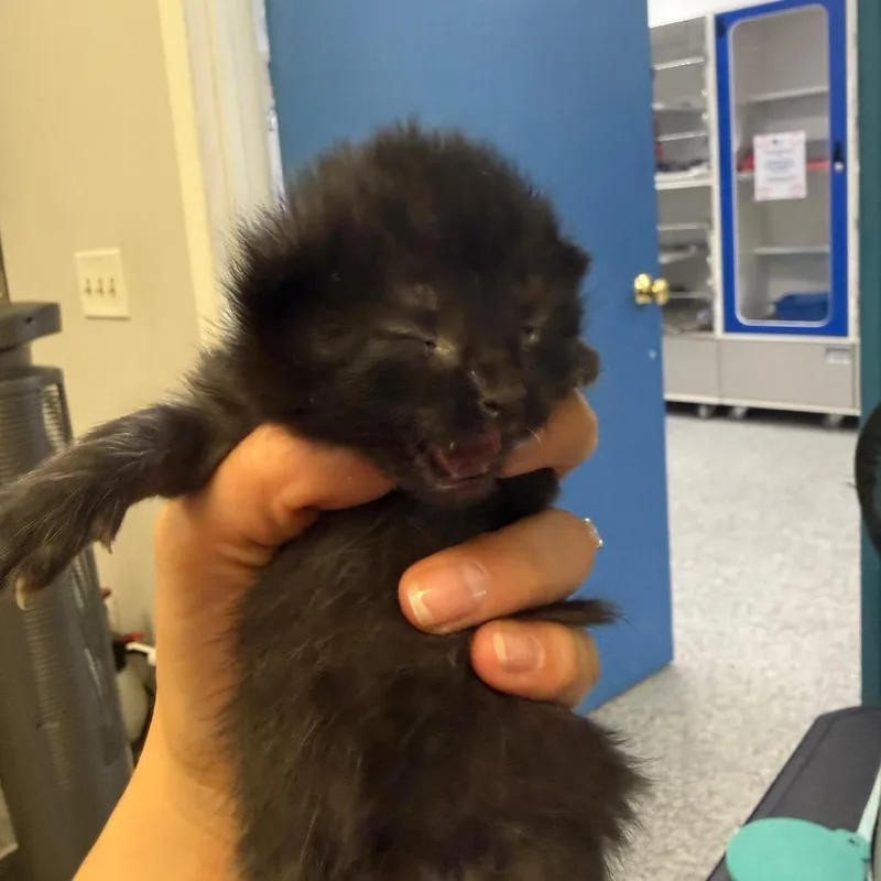 A baby small-sized female Black Domestic Short Hair cat named Ribbit for adoption in Chaska, MN