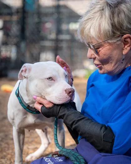 An adult large-sized female Mixed Breed dog named Jola for adoption in Chamblee, GA