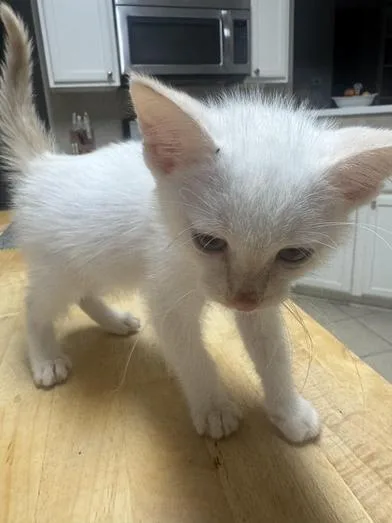 A baby small-sized male Flame Point Siamese cat named Bo Duke for adoption in Liverpool, TX