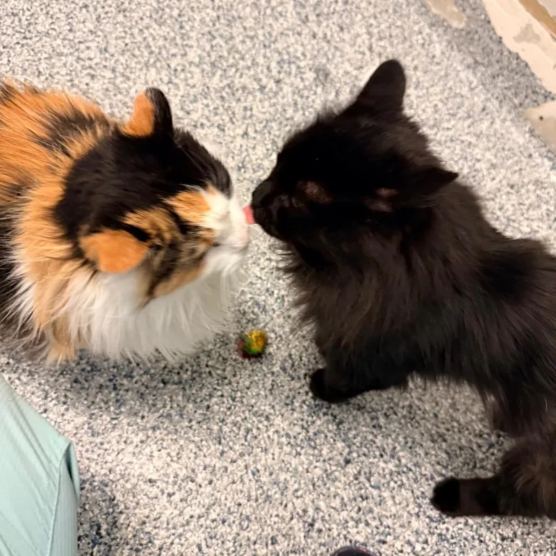 A senior medium-sized male Black Domestic Long Hair cat named Marley for adoption in Great Falls, MT