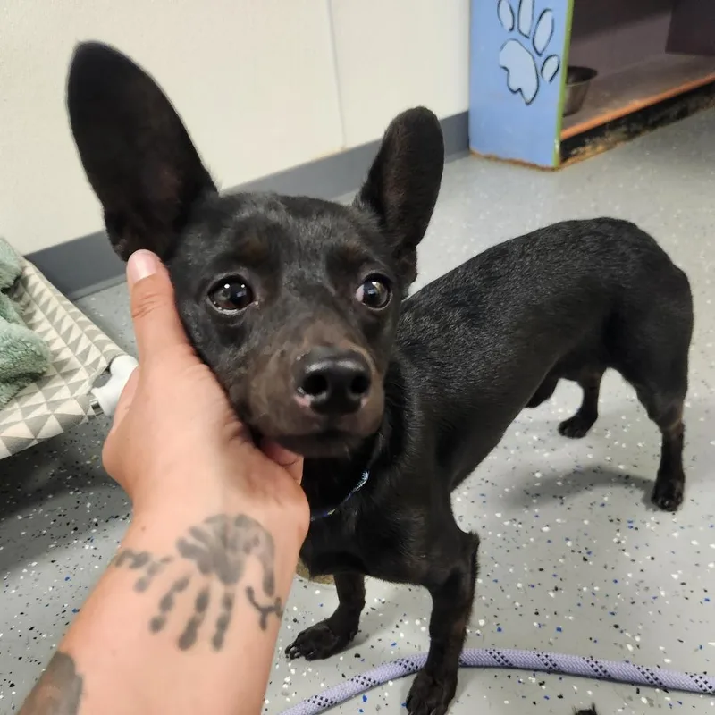 An adult small-sized male Black Mixed Breed dog named Taylor Bottom for adoption in Danville, KY