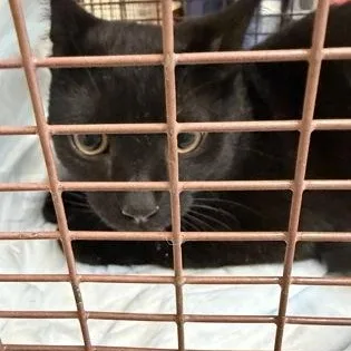 A young medium-sized male Black Domestic Short Hair cat named Anakin for adoption in Rapid City, SD