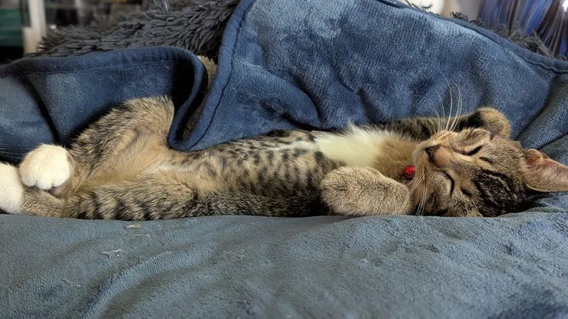 A baby medium-sized female Tabby (Gray / Blue / Silver) Domestic Short Hair cat named Sylvie for adoption in Bowie, MD