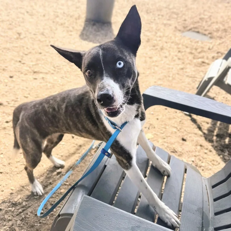 A young medium-sized female Pit Bull Terrier dog named Wednesday for adoption in Oakland, CA