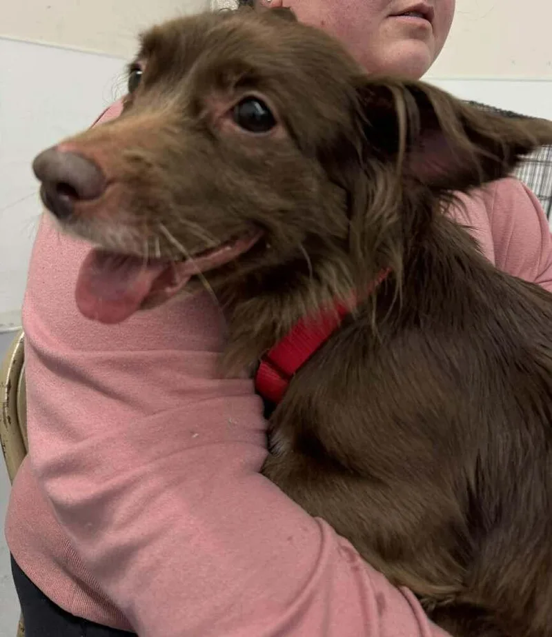 An adult small-sized female Chihuahua dog named Sophie for adoption in Groveland, MA