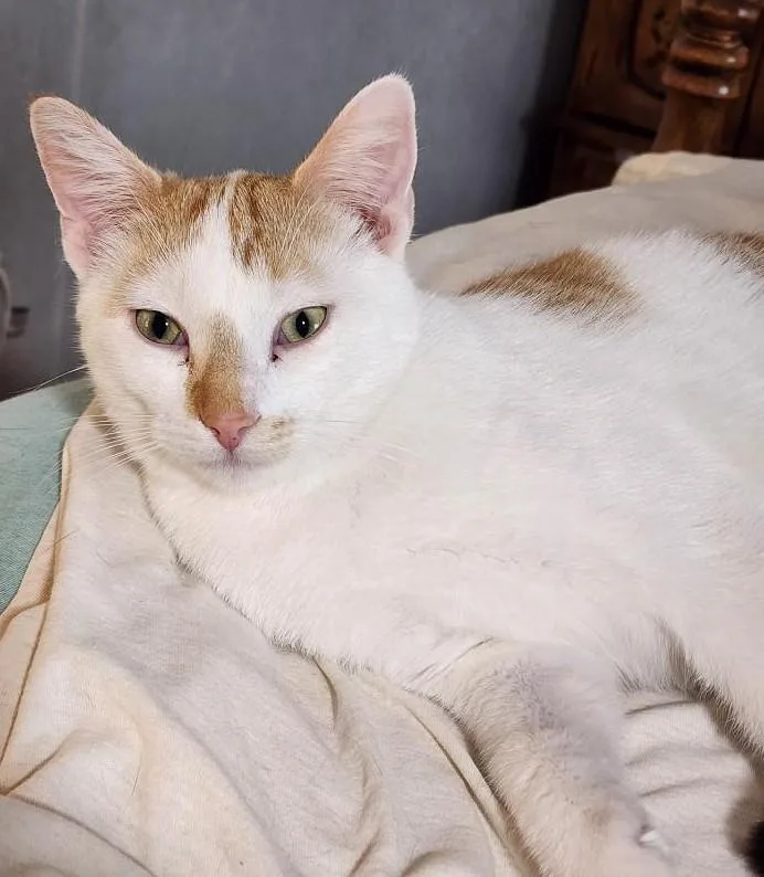 A young medium-sized male Orange & White Domestic Short Hair cat named Jerry for adoption in Waverly, IA