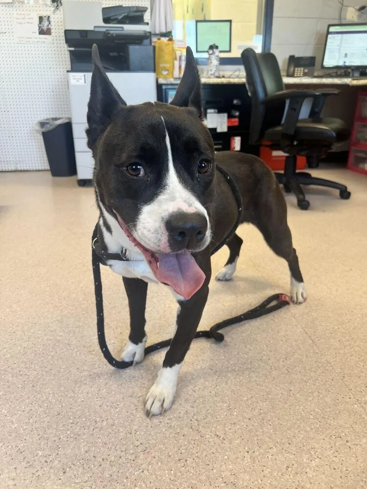 An adult large-sized female Tricolor (Brown, Black, & White) Pit Bull Terrier dog named Paloma for adoption in Bowling Green, OH