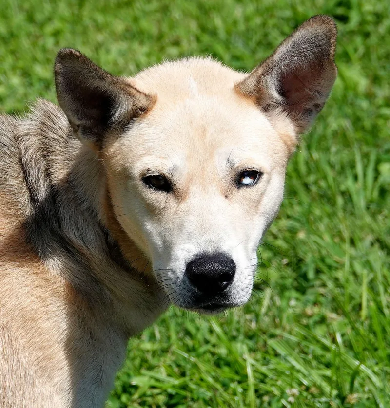 A young medium-sized male Black Shepherd dog named Boss for adoption in Millfield, OH