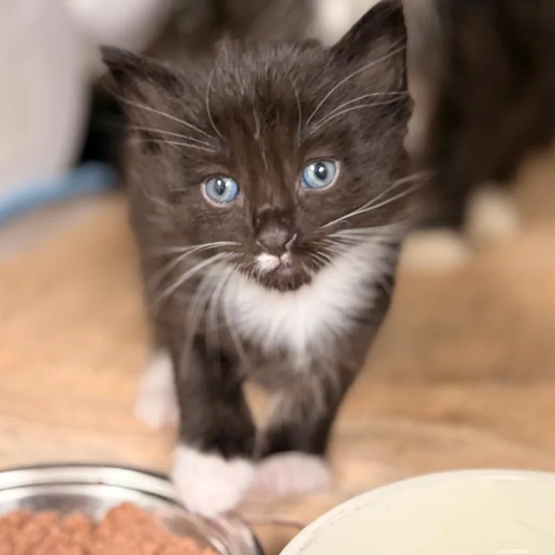 A baby small-sized male Domestic Short Hair cat named Ambrose for adoption in Cumming, GA