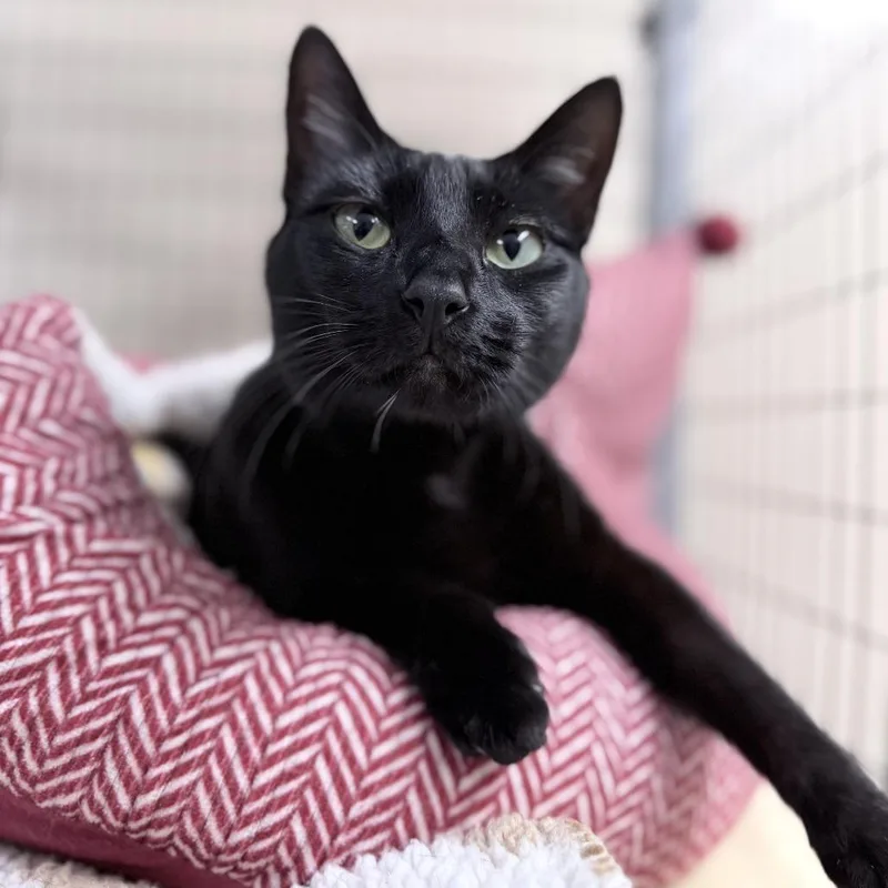 An adult large-sized female Black Domestic Short Hair cat named Helena for adoption in Medford, OR