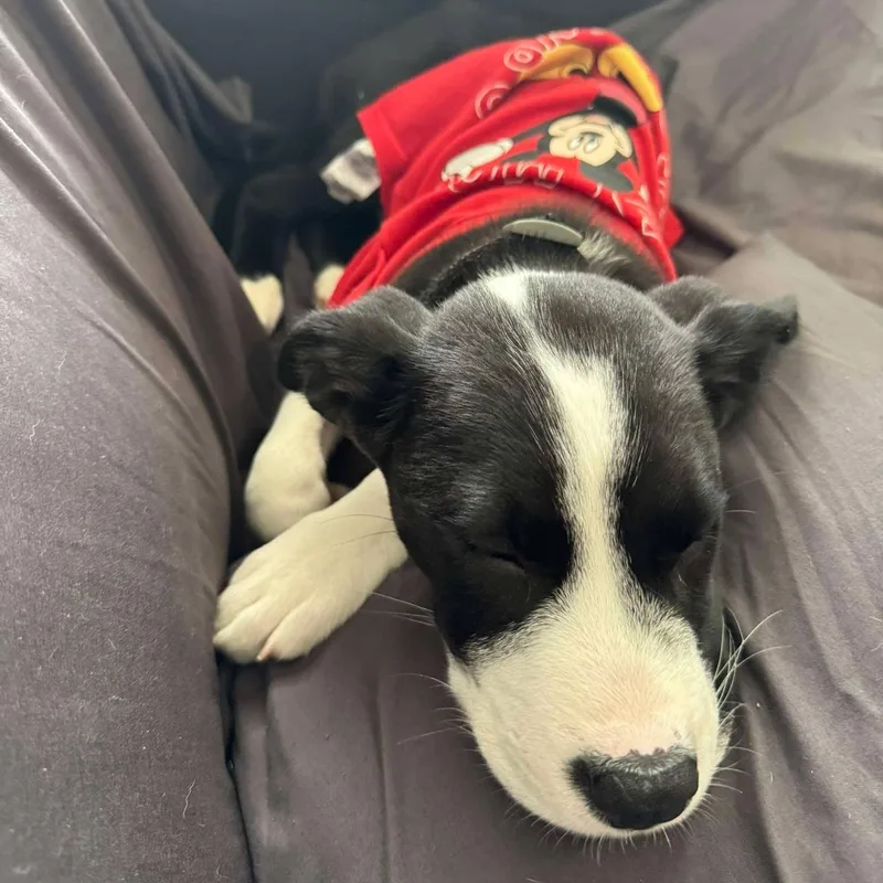 A baby medium-sized male Black Retriever dog named Mickey for adoption in Corpus Christi, TX