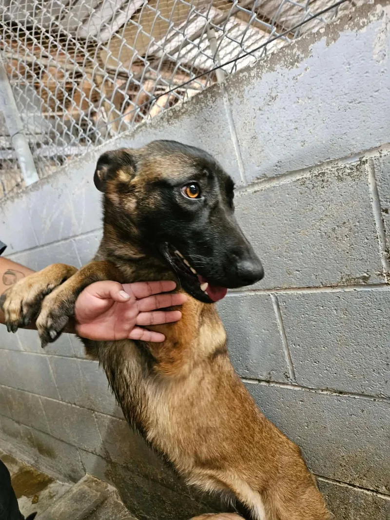 A young medium-sized female Belgian Shepherd / Malinois dog named Mini Mel for adoption in El Centro, CA