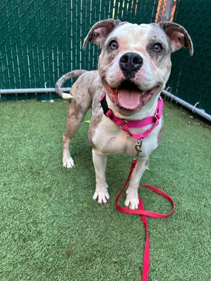 A young medium-sized female Merle (Blue) Mixed Breed dog named Gaia for adoption in New York, NY