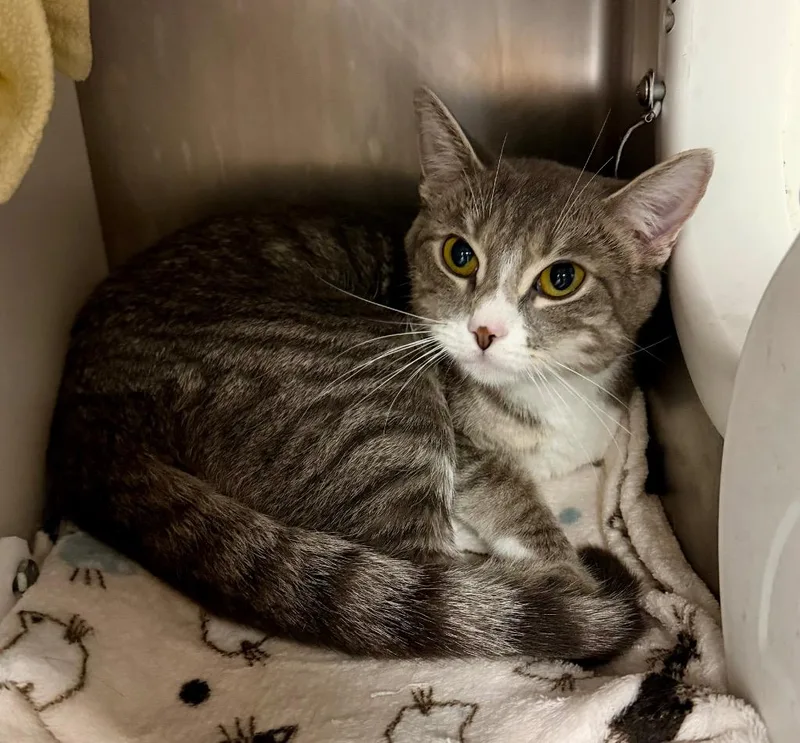 A young medium-sized female Domestic Short Hair cat named Gertrude for adoption in Cincinnati, OH