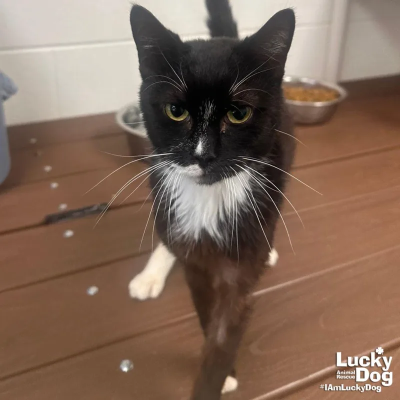 A young medium-sized male Domestic Short Hair cat named Pippin for adoption in Washington, DC