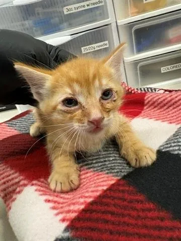 A baby small-sized male Domestic Short Hair cat named Scallywag for adoption in San Martin, CA