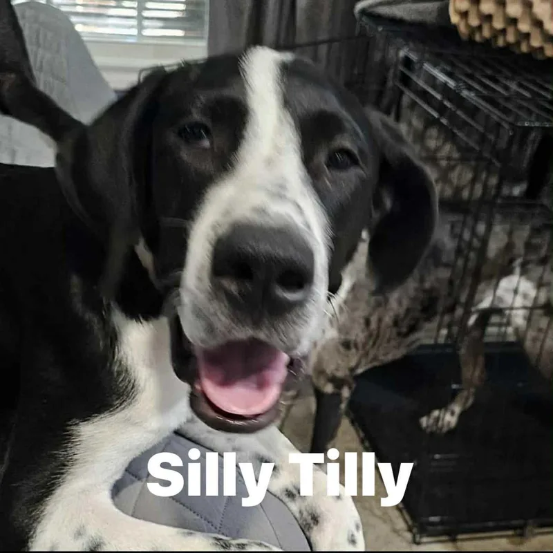 Tilly thumbnail 2