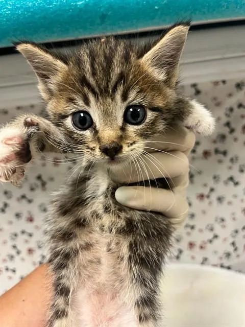A baby small-sized female Domestic Short Hair cat named Peach for adoption in Riverside, CA