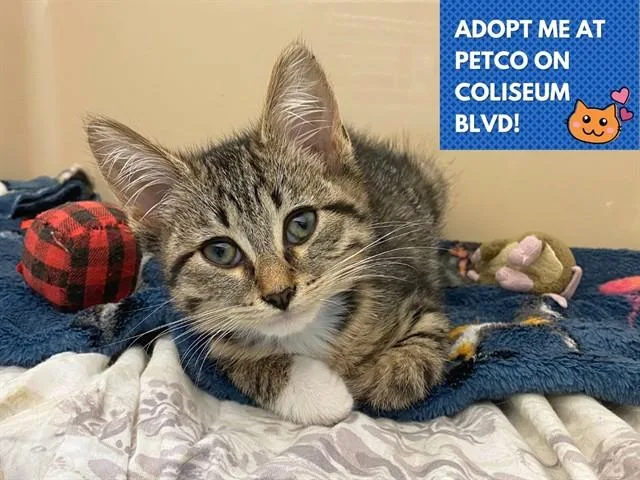 A baby small-sized male Domestic Short Hair cat named Neil for adoption in Fort Wayne, IN