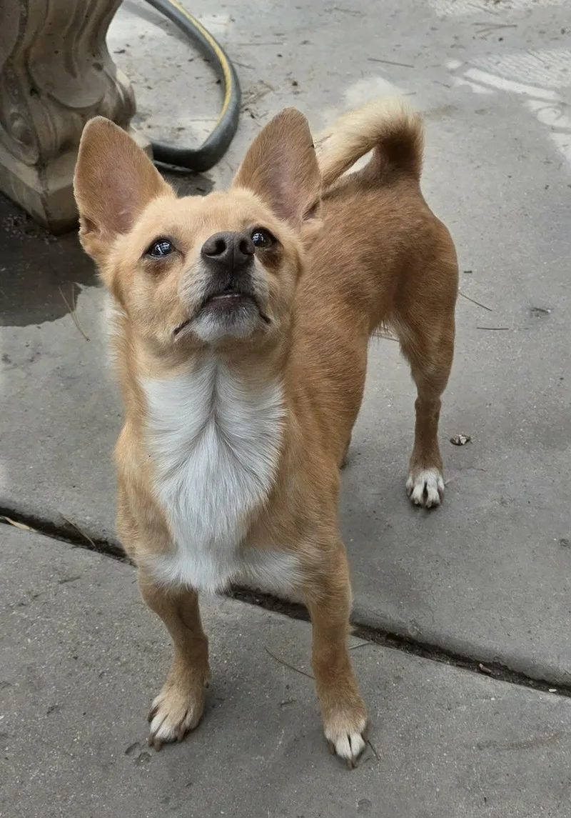 A young small-sized male Apricot / Beige Chihuahua dog named Nyx for adoption in Tarzana, CA