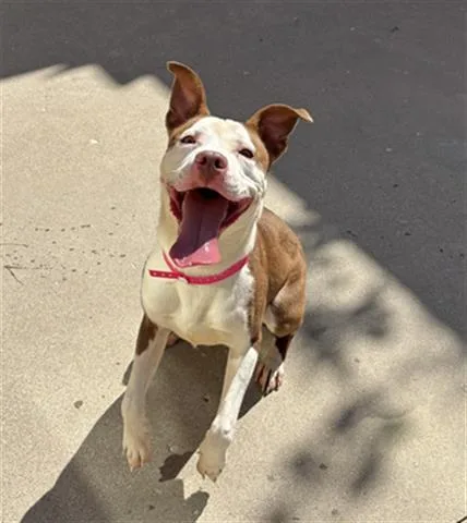 A young medium-sized female Pit Bull Terrier dog named Millie for adoption in Dayton, OH