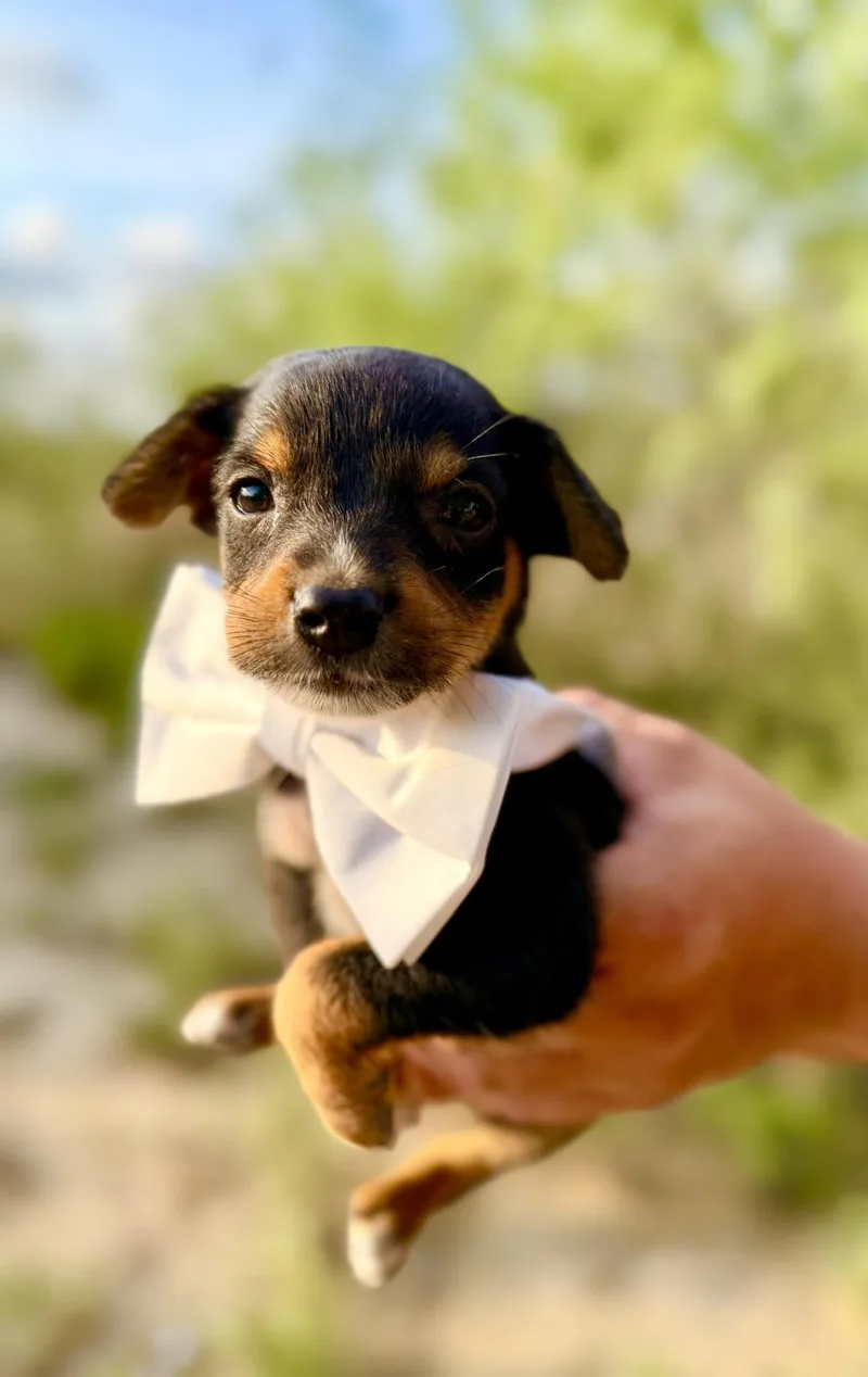 A baby small-sized male Chihuahua dog named Gregory for adoption in Media, PA