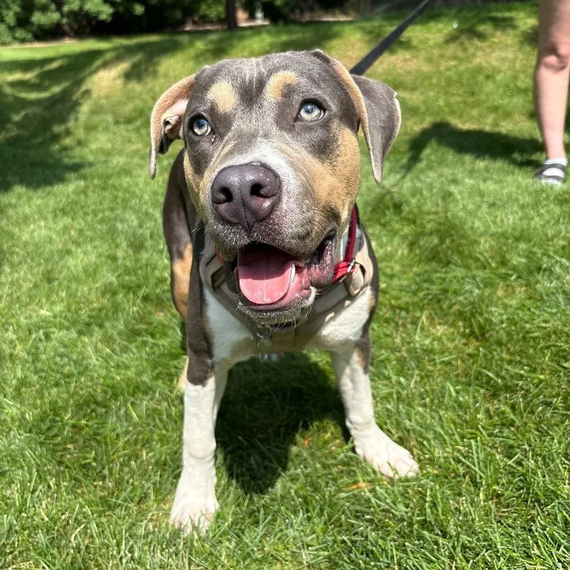 A young medium-sized male Gray / Blue / Silver Pit Bull Terrier dog named Boulder for adoption in Fort Collins, CO