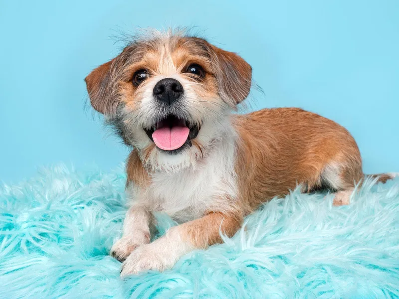 A baby small-sized male Border Terrier dog named Oven Mitt for adoption in Palo Alto, CA