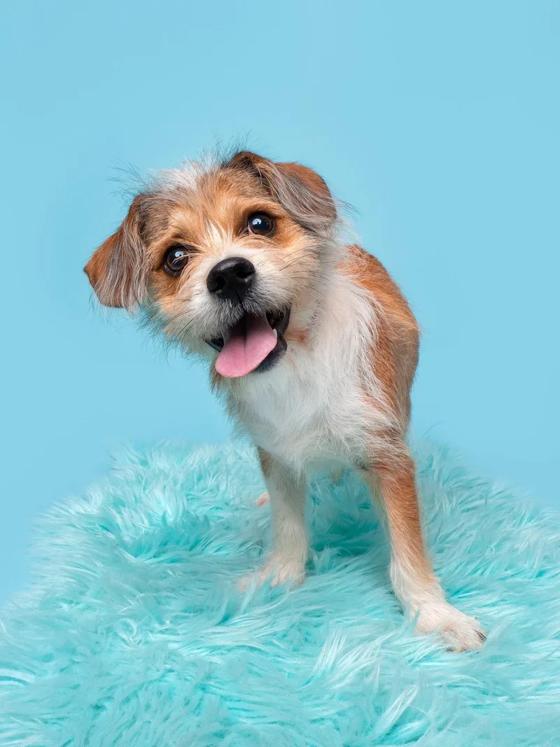 Oven Mitt thumbnail 2