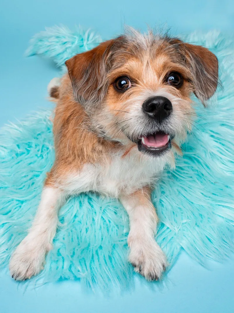 Oven Mitt thumbnail 3