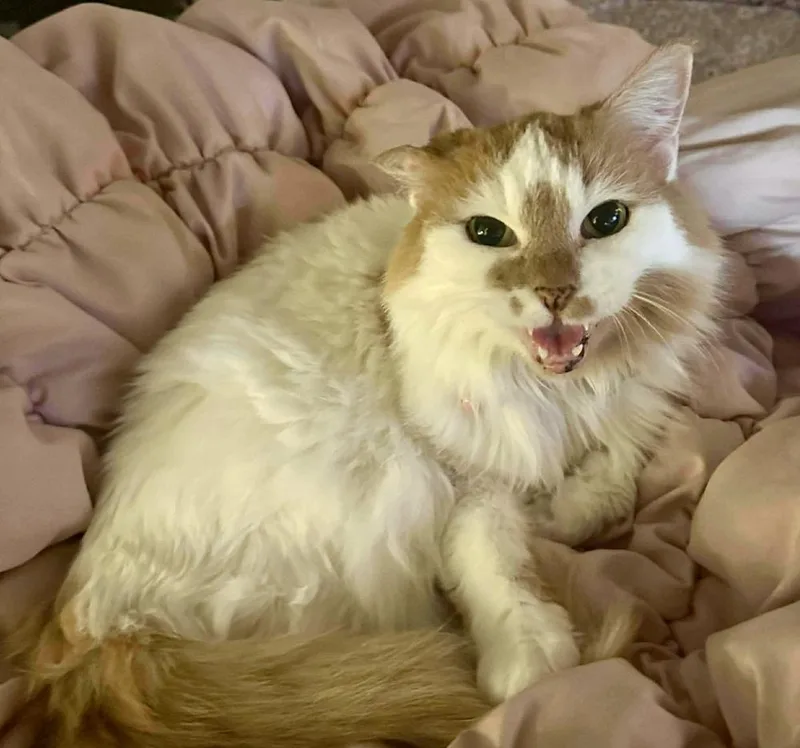 An adult medium-sized female Orange & White Domestic Short Hair cat named Sedona for adoption in Chicago, IL