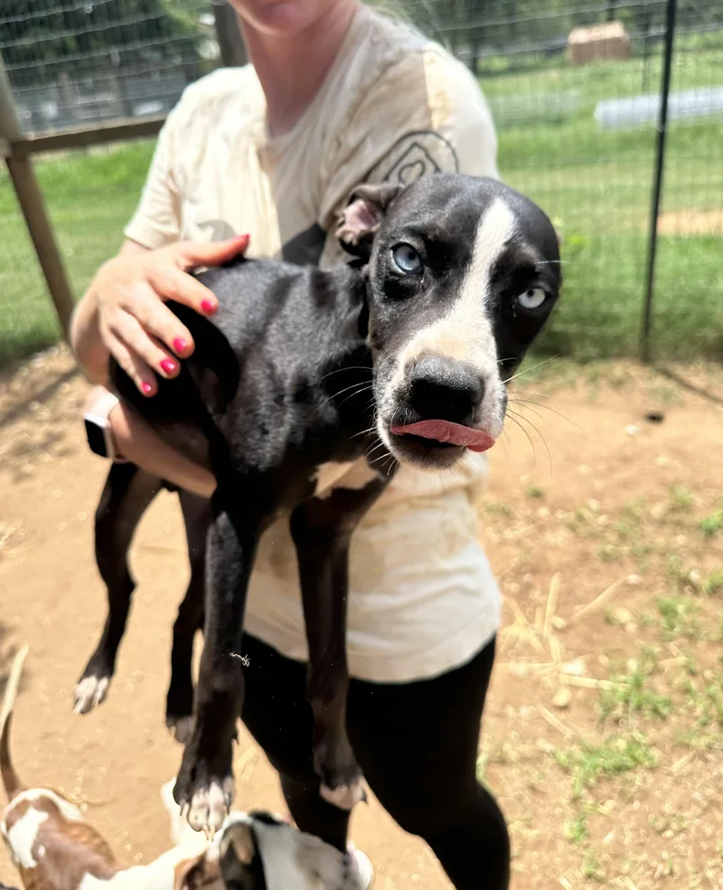 A young medium-sized male Black Mixed Breed dog named Bluey for adoption in Seguin, TX