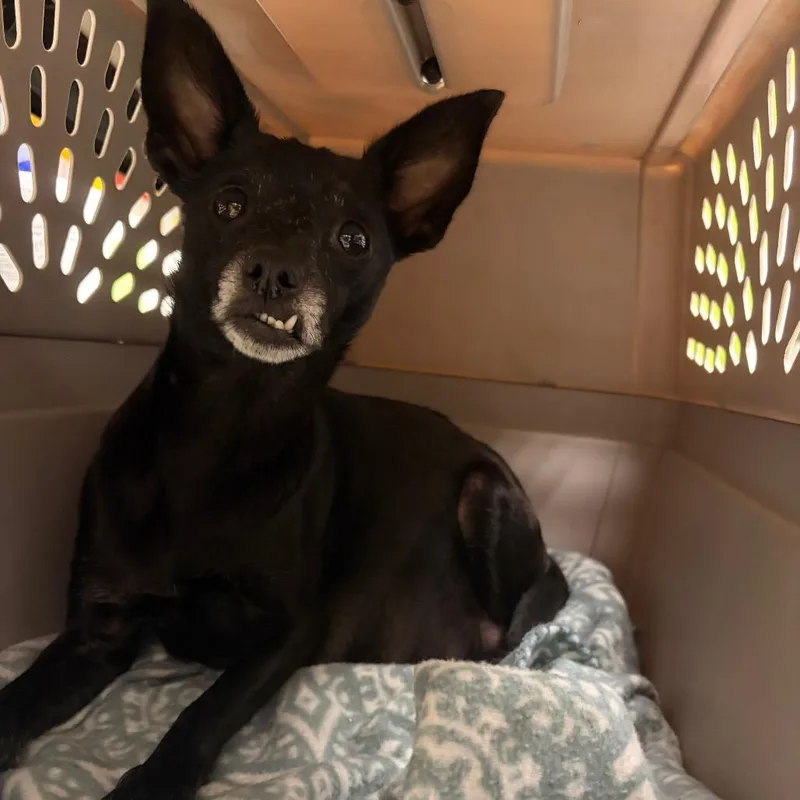 An adult small-sized female Black Chihuahua dog named Wimsy for adoption in Fredericksburg, TX