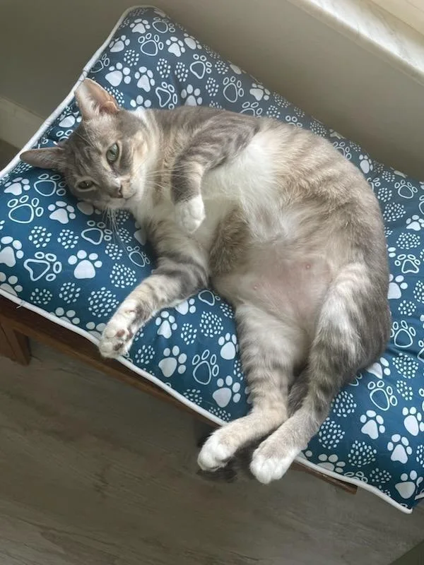 Pepper
