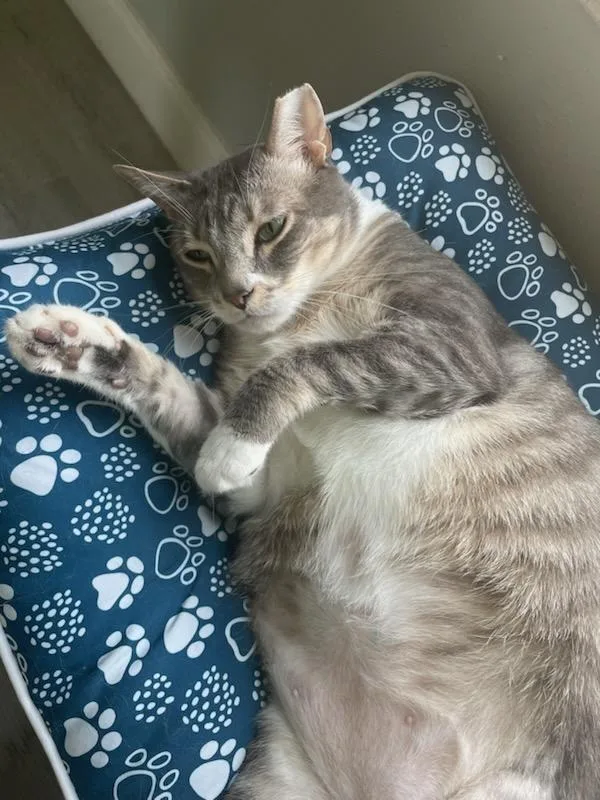 Pepper thumbnail 2