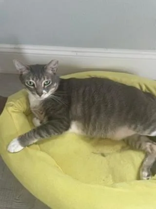 Pepper thumbnail 3
