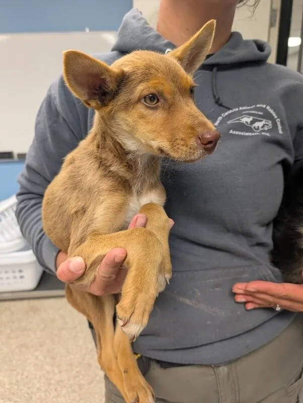 A young small-sized male Brown / Chocolate German Shepherd Dog dog named Chase for adoption in Supply, NC