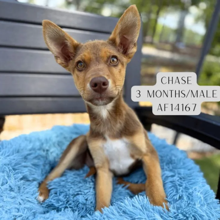 Chase thumbnail 2