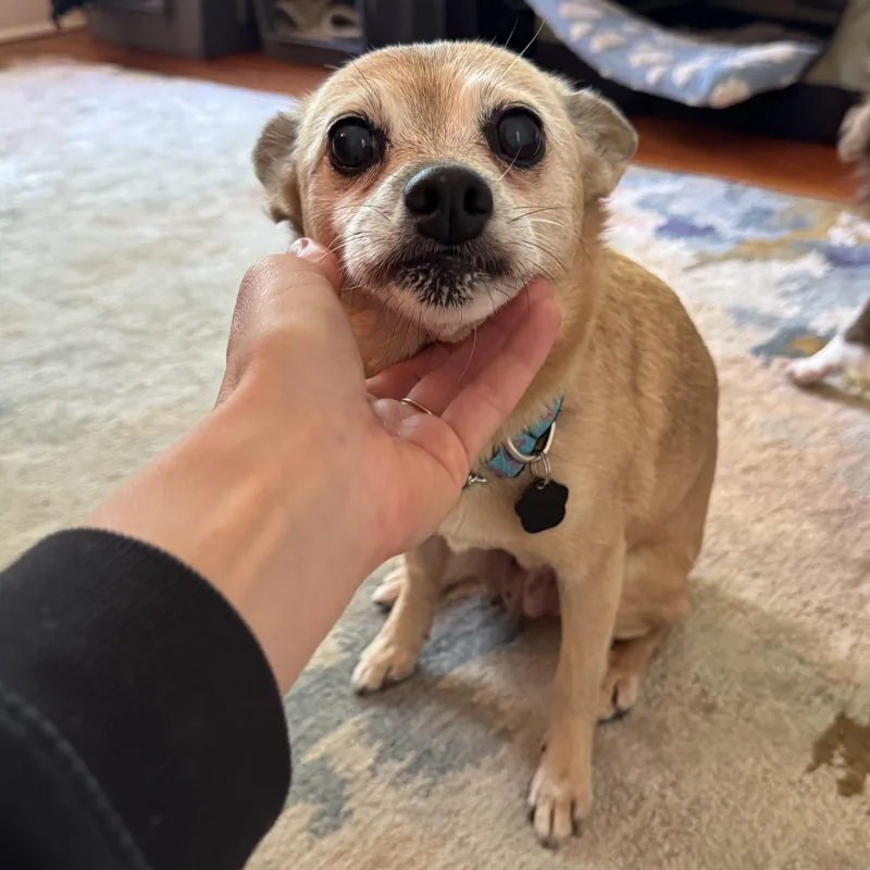 A senior small-sized female Chihuahua dog named Empress for adoption in Portland, OR