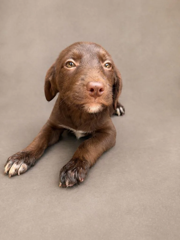A baby medium-sized female Wirehaired Terrier dog named Olive for adoption in Hardeeville, SC