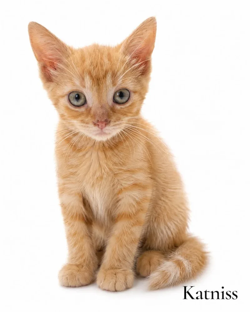 A baby medium-sized female Tabby (Orange / Red) Domestic Short Hair cat named Katniss for adoption in Stevensville, MI