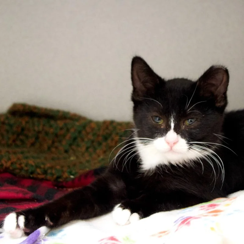 A baby medium-sized male Domestic Short Hair cat named Miky for adoption in Shoreline, WA