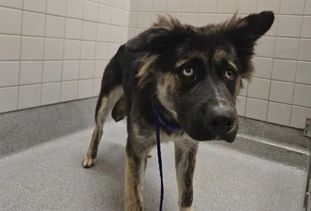 A young medium-sized female Australian Shepherd dog named Pixie for adoption in Tustin, CA