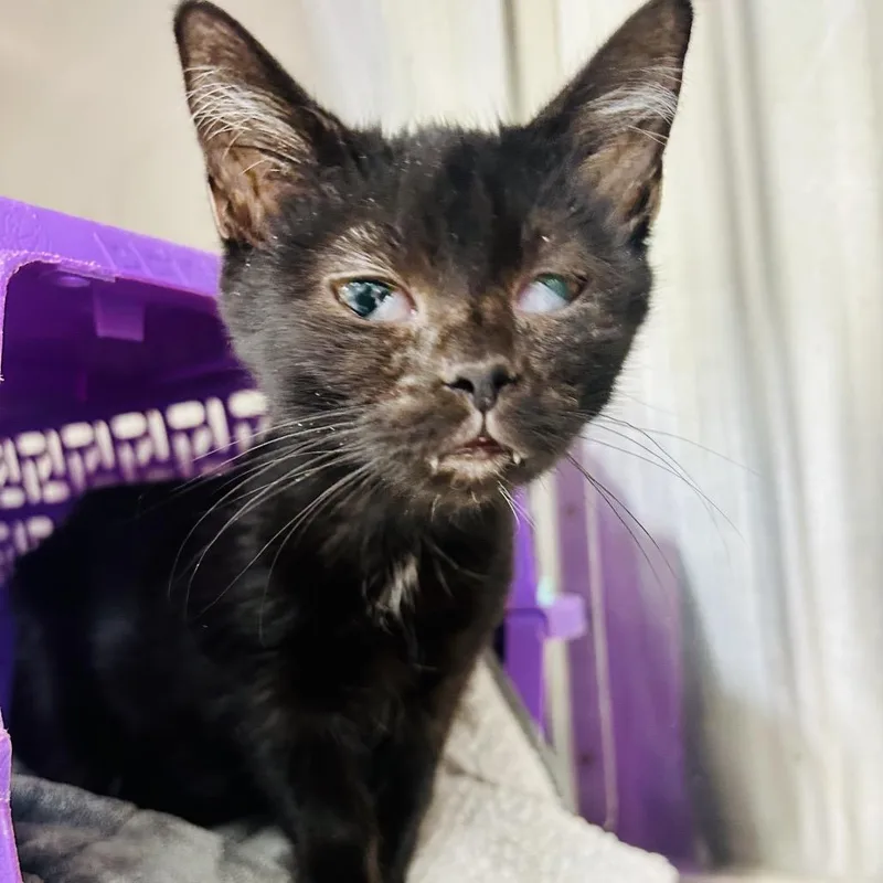 A young medium-sized female Black Domestic Short Hair cat named Tuk for adoption in East Smithfield , PA